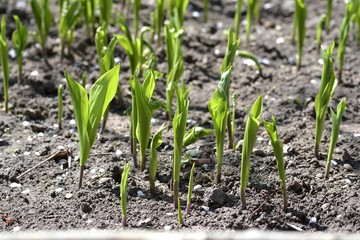 Ландыши распускают листья по весне