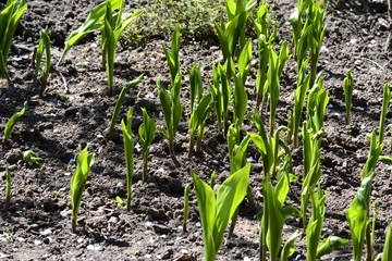 Ландыши распускают листья по весне