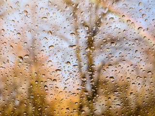Morning rain in the spring forest.Selective focus.Background.