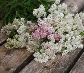 homoeopathie   mit    schafgarbe © Christine