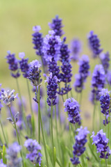 Fototapeta na wymiar Lavender flowers blooming in the garden, beautiful lavender field.