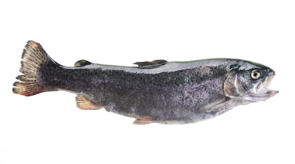 Fish trout