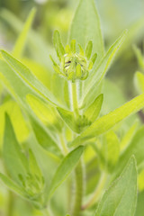 Flower bloom in the garden with green leaves.