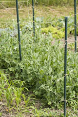 Green pea growing in a field with a stringed support on a pole.