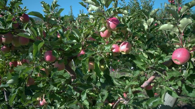 Okanagan Apple Orchard dolly shot 4K UHD. Apples ready to be harvested in the Okanagan Valley near Osoyoos, British Columbia, Canada.
