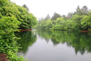 Fototapeta premium 小雨の雲場池・くもばいけ（長野県・軽井沢）