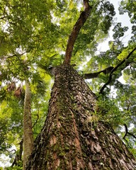 Naklejka premium Tree 1