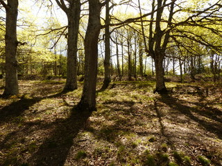 Obraz premium PASEO POR EL BOSQUE