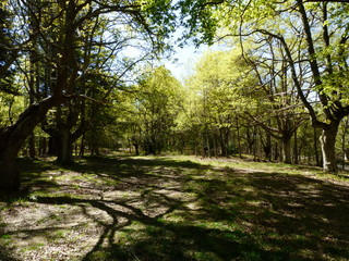 RECORRIDO POR EL BOSQUE