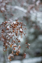 Snow covered small brown leaves at Cradle Mountain, Tasmania, Australia