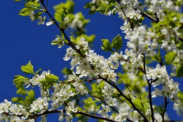 Ветка с цветками на фоне синего неба