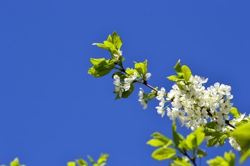 Ветка с цветками на фоне синего неба