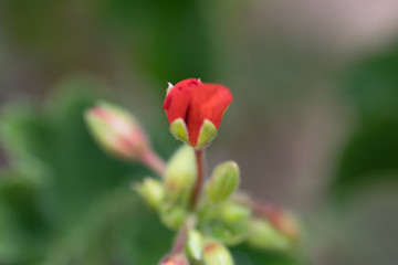 Red Flower