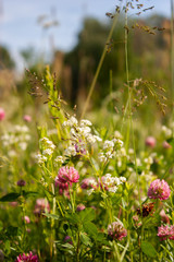 Floral summer background. Field with flowers. Summer background.