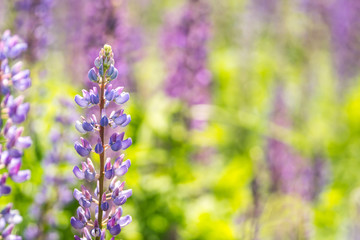 Blooming lupine flowers. A field of lupines. Violet spring and summer flowers. Gentle warm soft colors, blurred background.