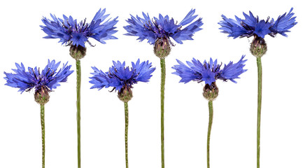 Set of cornflowers isolated. Blue spring flowers