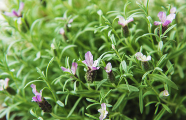 Spanish lavender flowers