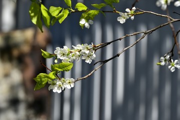 Цветение сливы