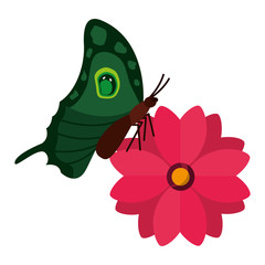 delicate flower and butterfly decoration vector illustration