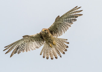 Kestrel
