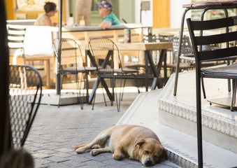Dog is sleeping on the floor of a street cafe. On a blurred background, visitors