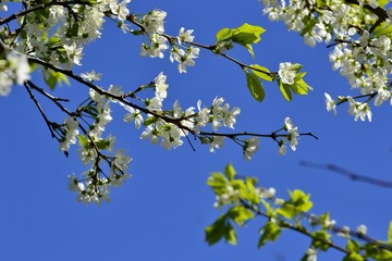 Ветка с цветками на фоне синего неба