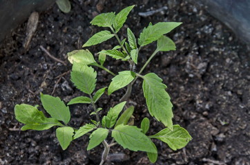 New fresh tomato seedlings  ready to plant  in flowerpot, Sofia, Bulgaria 