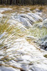 Australian native grass covered in snow at Cradle Mountain, Tasmaina, Australia