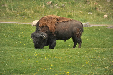 Bison grazing on the green lawn