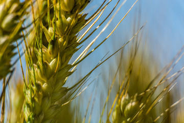 Wheat Close up
