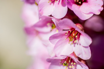 Fototapeta na wymiar Cherry Blossom close up