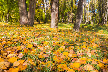 Yellow leaves on the ground in the Park