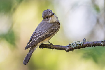 Flycatcher