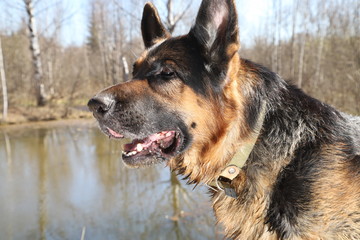 Muzzle of a Dog German Shepherd outdoors