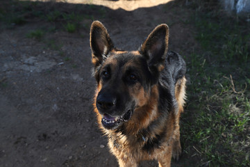 Muzzle of a Dog German Shepherd outdoors