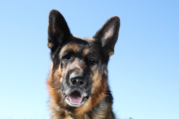 Muzzle of a Dog German Shepherd outdoors