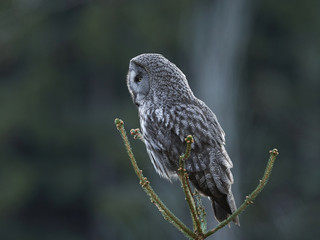 Great grey owl (Strix nebulosa)