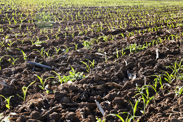 sprout in the field