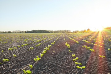 sprout in the field
