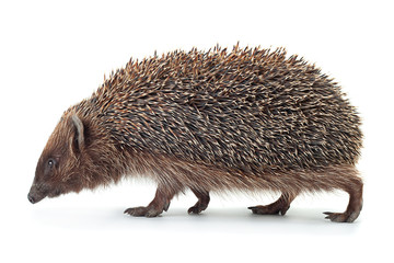 Hedgehog aniamal on white
