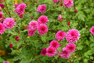 Flowerbed with pink asters closeup in the afternoon autumn.
