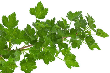 Goose berry fruit branch with leaf