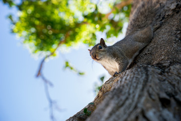 Squirrel on the tree in the park looking at camera