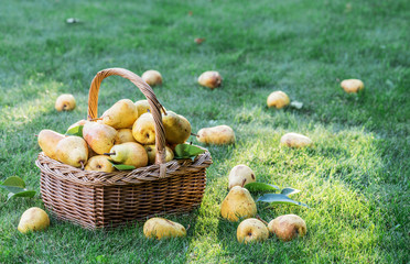Ripe pears in the basket on the green grass.