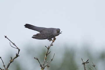Common cuckoo (Cuculus canorus)
