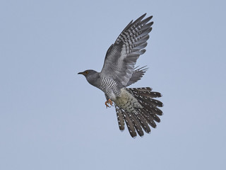 Common cuckoo (Cuculus canorus)