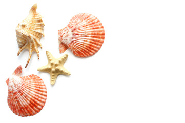 Seashells and starfish with space for text on white background. Summer background. 