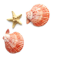 Seashells and starfish with space for text on white background. Summer background.  