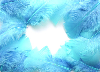 Blue feathers on white background. Beautiful creative frame with space for text. Background.