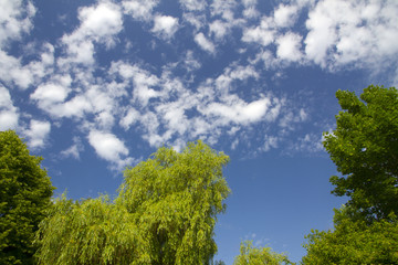 Obraz premium Wolken Altocumulus floccus